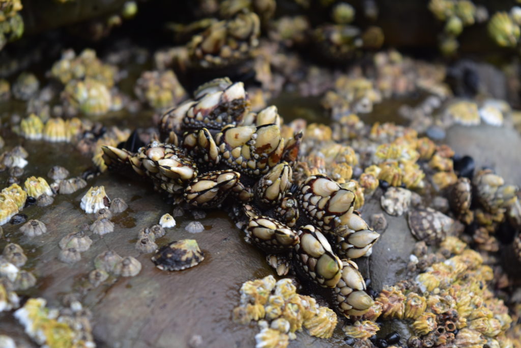 Tidepooling Oregon