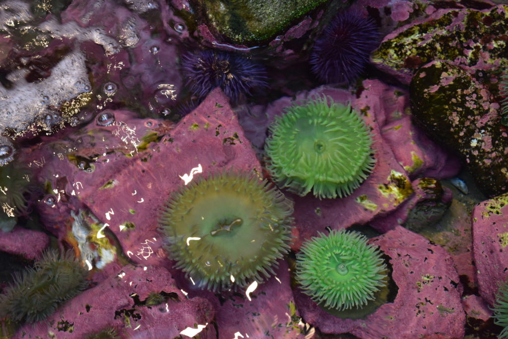 Hatfield Marine Science Center