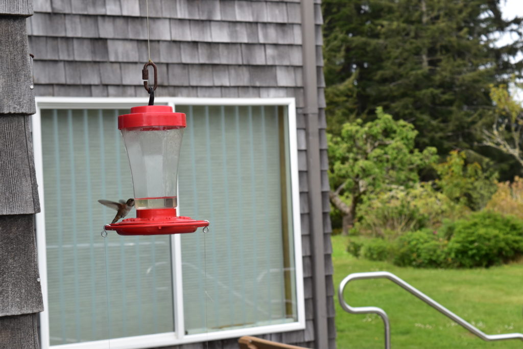 Hummingbirds Newport Oregon